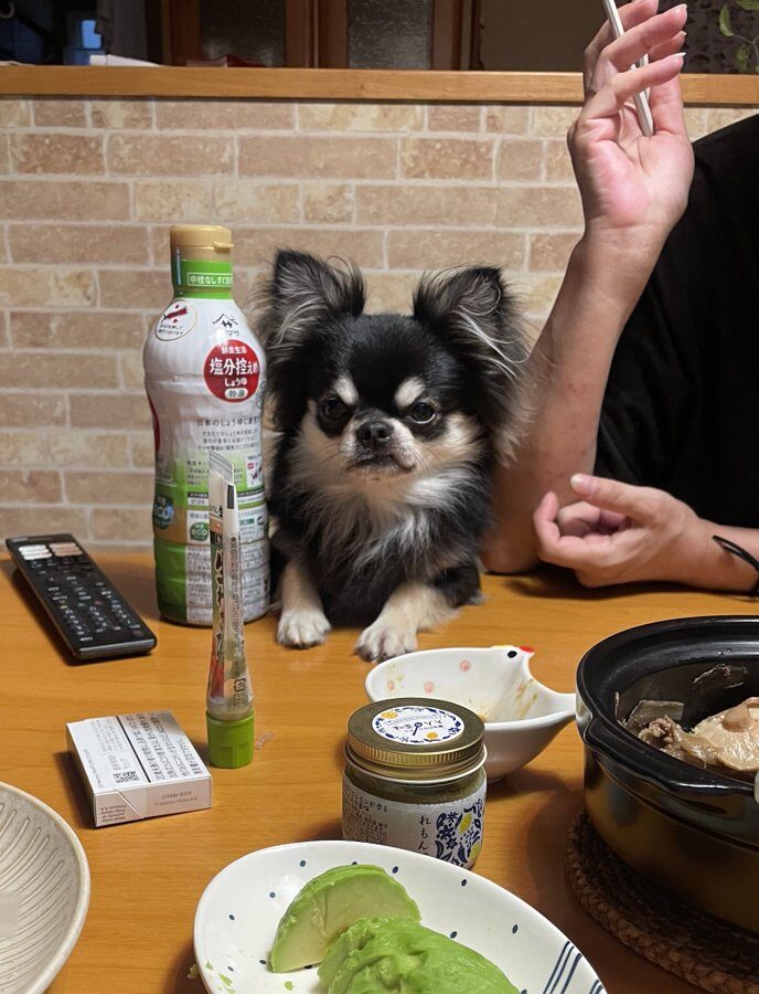 Small Pomeranian dog sits at a table, looking very grumpy.