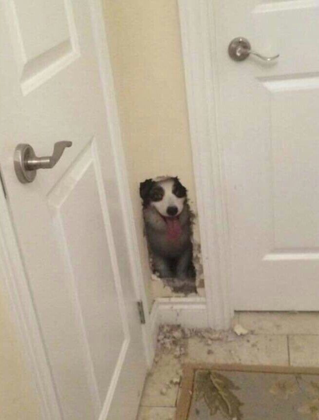 Photograph of a corner of a hallway. There is a small hole that has been punched out of the wall and a small dog is inside the wall peeking out of it.