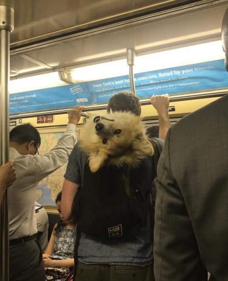 Photo of commuters on a subway train. in the center, a commuter is wearing a backpack with a dog peeking out of it