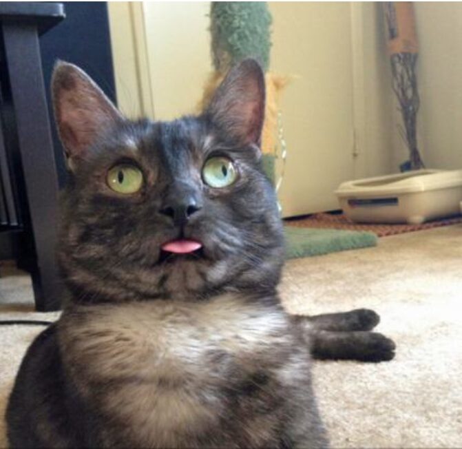 Cat has a confused expression on its face with its tongue poking slightly out