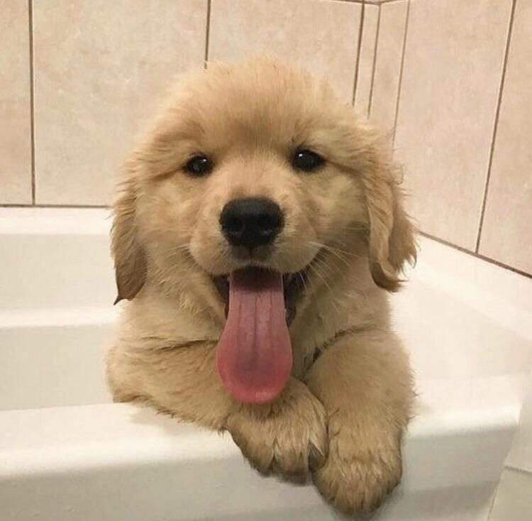 Happy golden retriever puppy leans over the edge of bathtub looking at you. He has a happy expression and a very long pink tongue