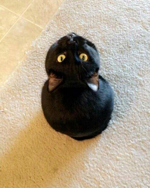 Black cat viewed from behind. The cat's head is tilted all the way backwards so that its ears are pressed flat against its body.