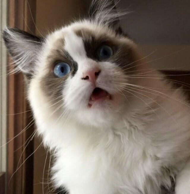 Cat looks past you with a very stunned look on its face.