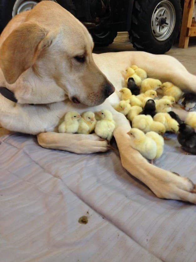 Golden retriever dog reclines on the floor, looking at a group of small yellow chicks huddling up to its belly