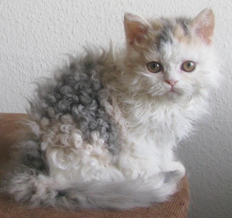 Came out rather nice, don't you think? Kitten with curly gray and white fur