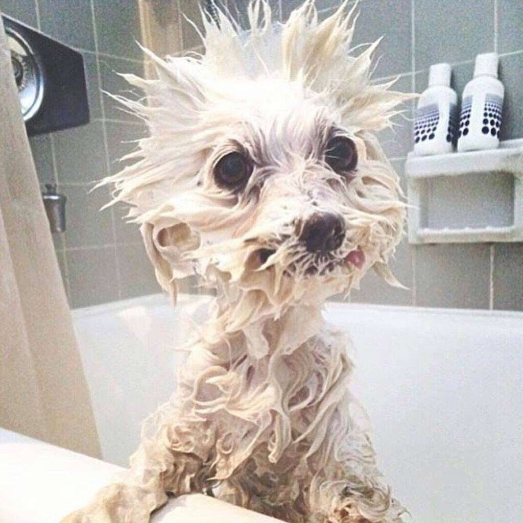 White dog stands up in bathtub. The dog is covered in soap and its fur has been spread out in spikes.