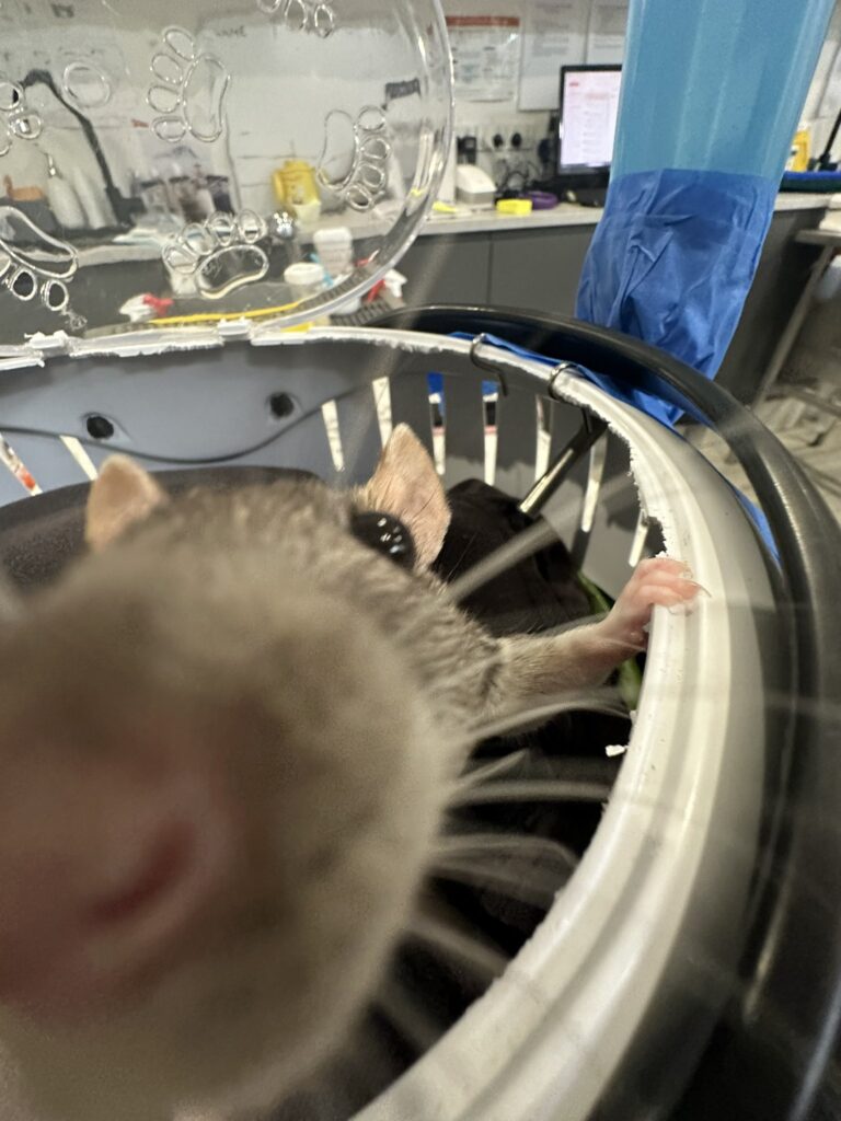 Extreme close up of rat's face