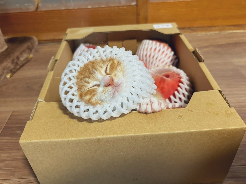 Cat in box of apples