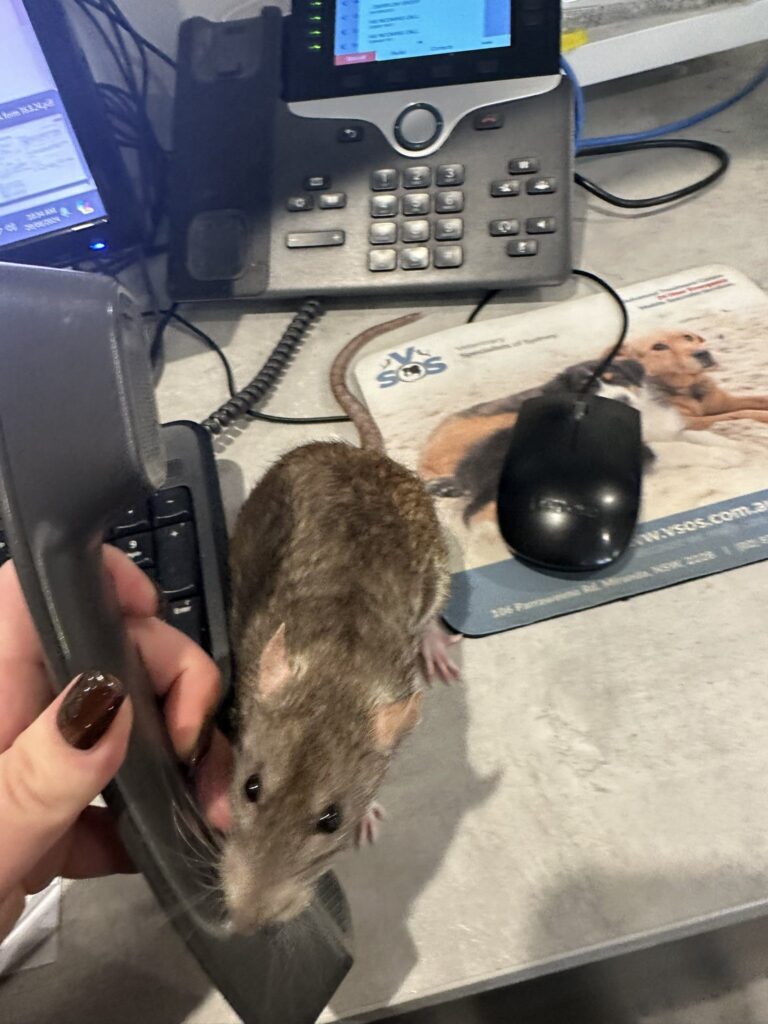 On an office desktop, a brown rat looks at the mouthpiece of a telephone.
