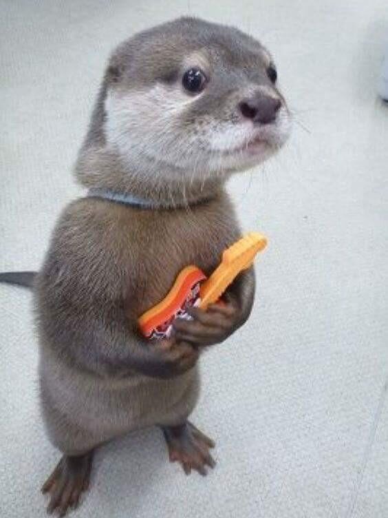 Small otter stands on its hind feet holding a tiny toy guitar