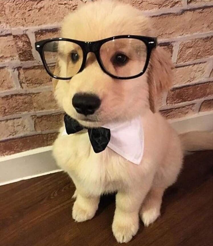 Puppy dog with soft white fur wearing a pair of dark rimmed glasses and a necktie