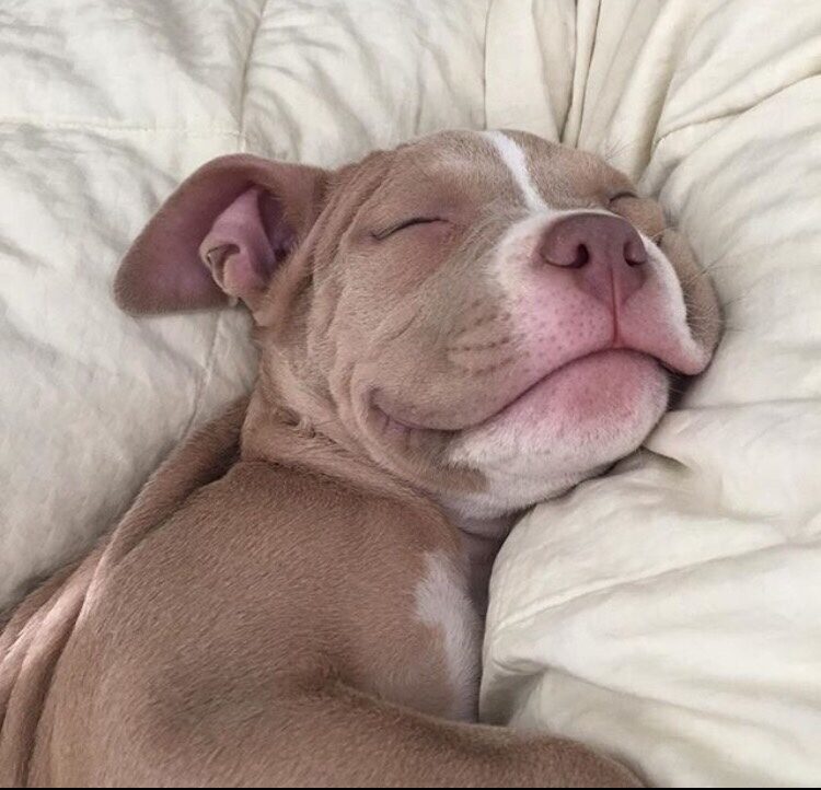 Pitbull puppy dog rests its head on a pillow, wearing a happy smile
