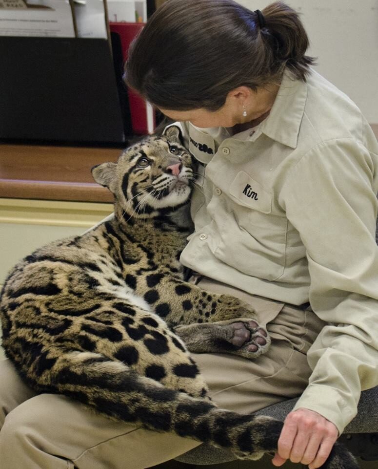 Snow leopard sits on the lap of a zookeeper, looking up at her with a loving expression.