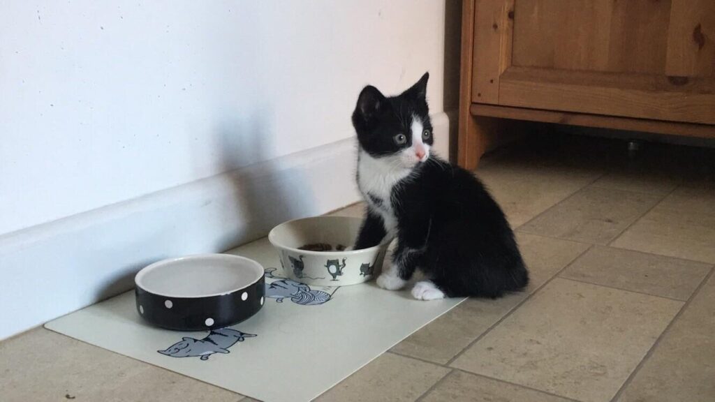 Black and white kitten stands next to a food dish. One of the kitten's paws is in the dish