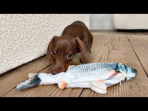 Fishy Fun – CUTETROPOLIS