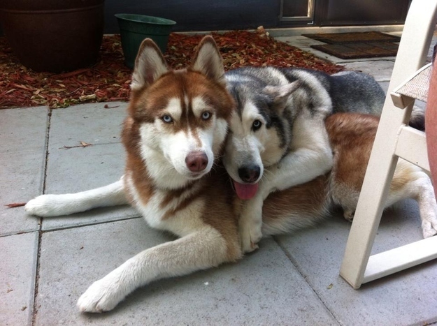 Two husky dogs recline on a wooden deck. One dog is draping her arm around the other and sticking her tongue out.