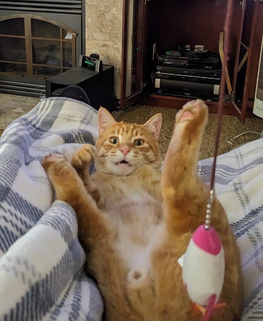 Orange cat lays on its back playing with a toy.