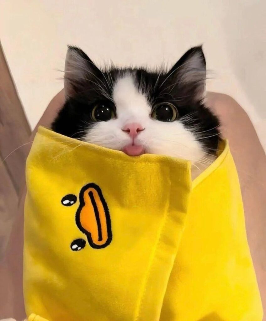 A black and white kitten is wrapped in an orange blanket, so that we only see its head. The kitten is sticking out a tiny little tongue.
