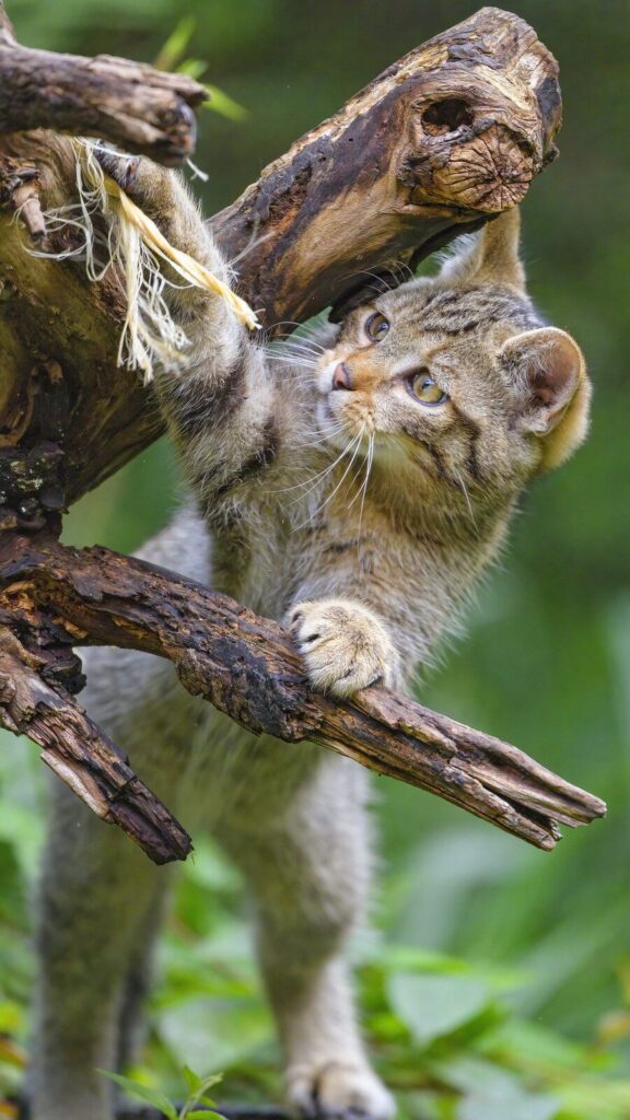 Kitten climbs driftwood sculpture