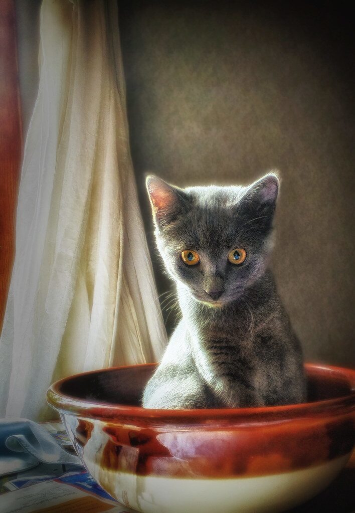 Kitten with dark gray fur sits inside a ceramic bowl