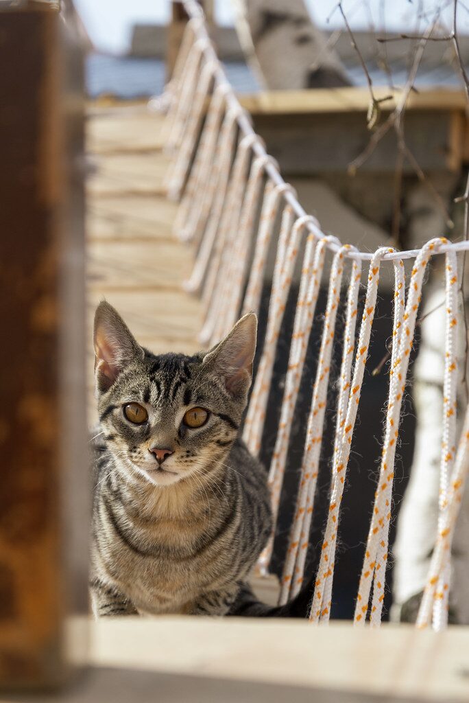 Cat stands on cat-sized in my wooden suspension bridge