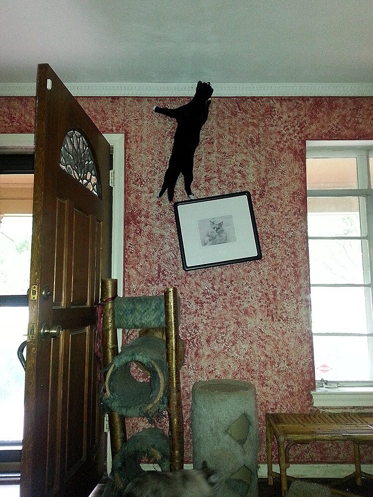 Black and white cat has climbed the wallpaper all the way to the ceiling.