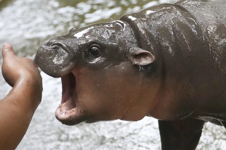 Moo Deng, a baby pygmy hippo, tries to bite the arm of her caretaker.