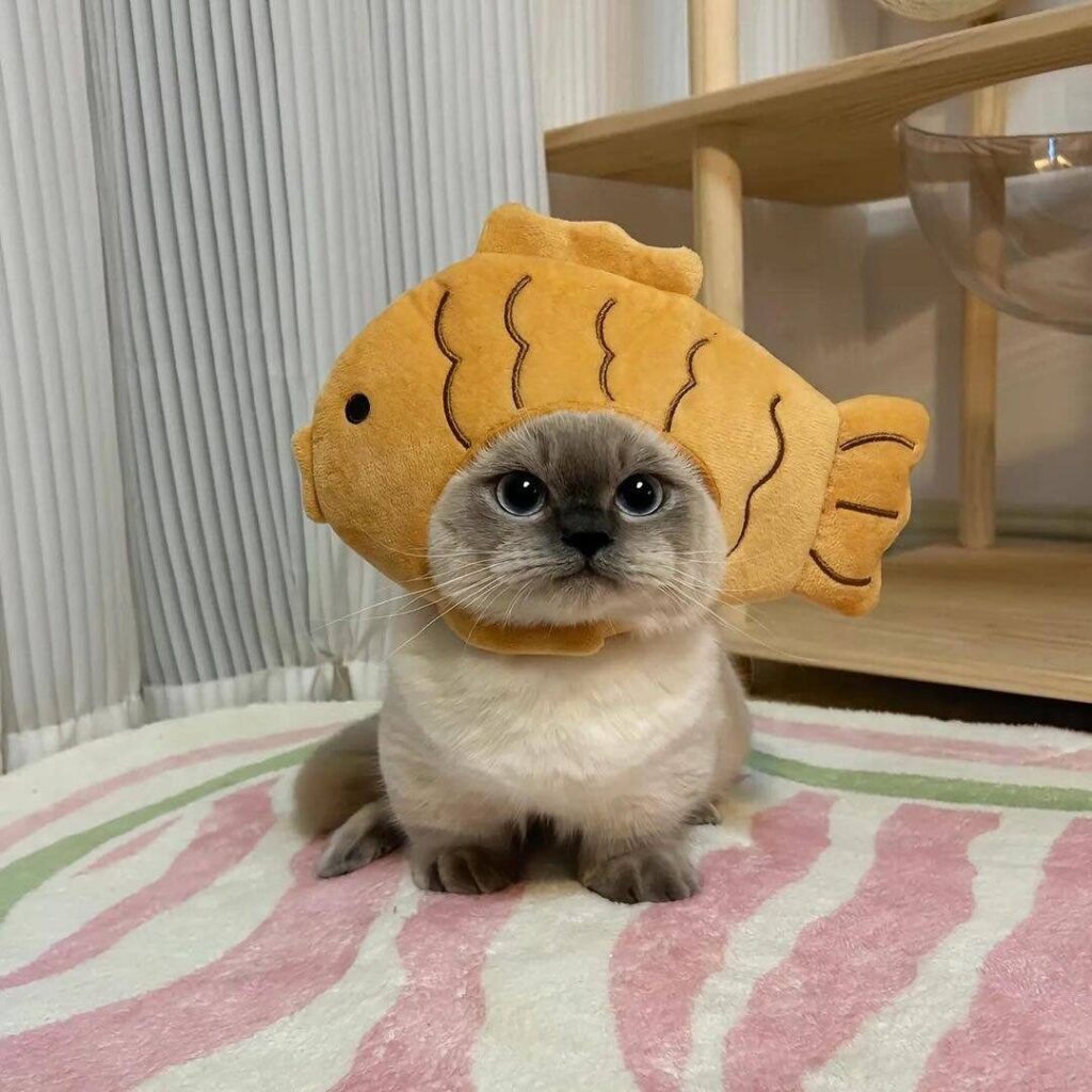 Small kitten wears a headpiece costume shaped like an orange fish