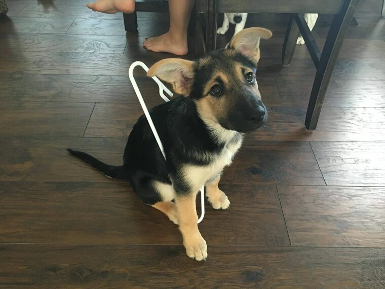 german shepherd puppy sits on floor looking a bit sad, because it is stuck inside a plastic coat hanger