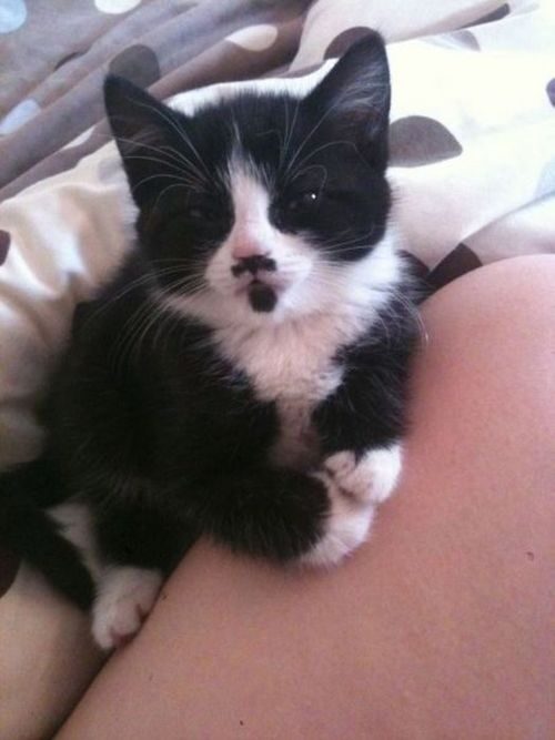 Black kitten with white patches of fur on its face. Its facial markings suggest a small mustache and goatee.
