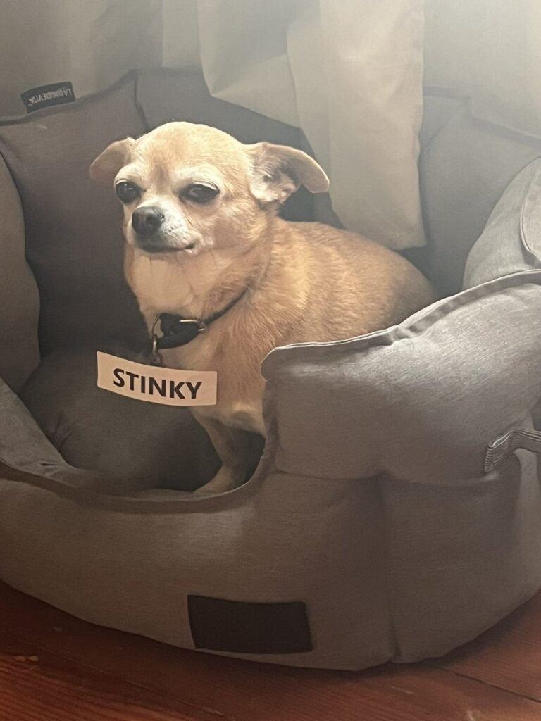 Small dog sits on a chair with a collar and a tag. Attached to the tag is the printed word "stinky."