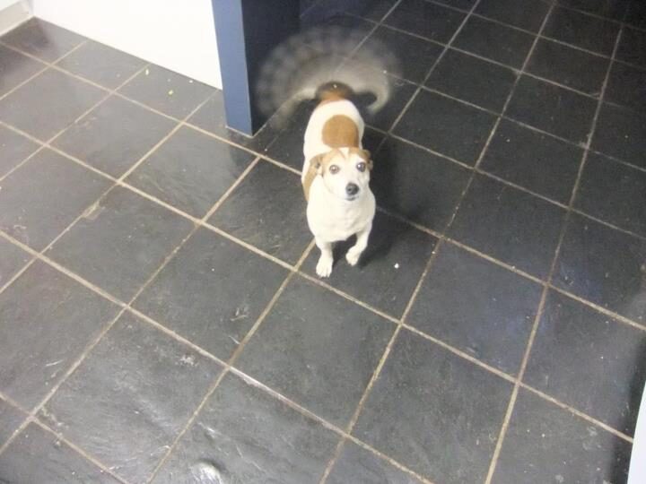 Dog wags tail so quickly that it looks like a blur.