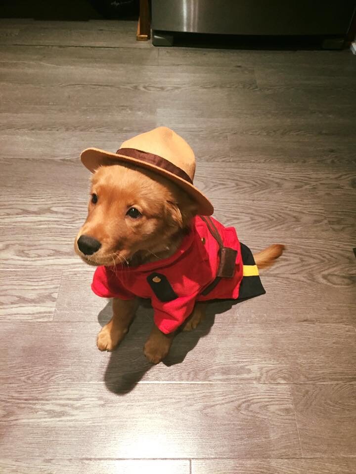 Small brown haired puppy wears a Canadian mountain police uniform