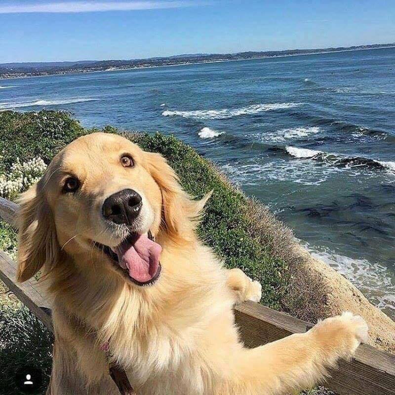 Happy golden retriever looks out over the ocean