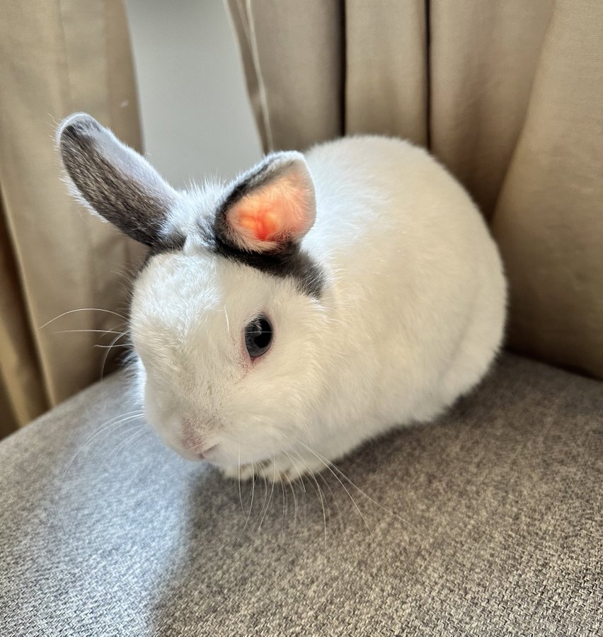 White dwarf rabbit sits on a chair. The rabbits markings on the top of its head and ears creates the impression the ears are not real.