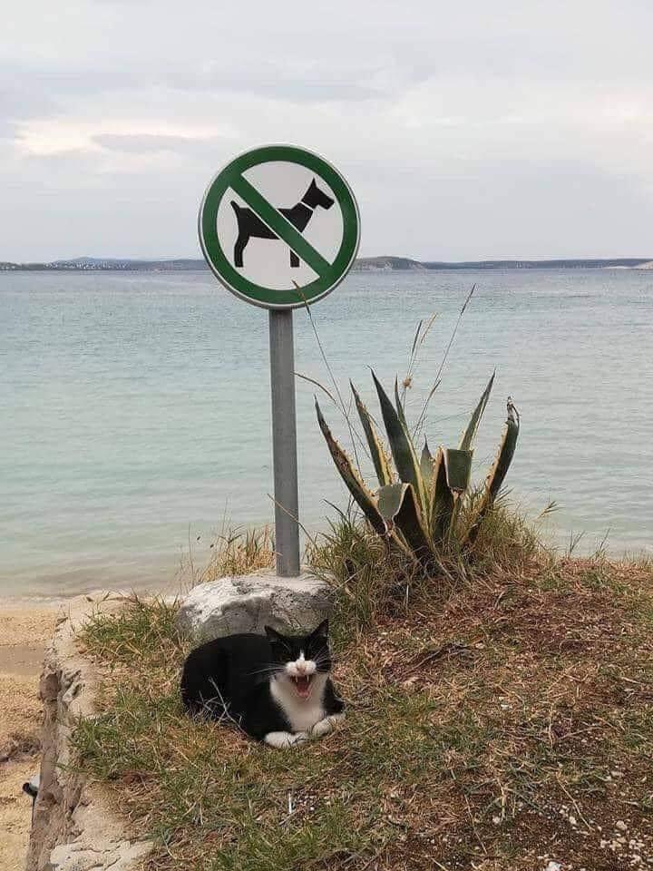 Black and white tuxedo cat sits on a small patch of ground overlooking a beach. A sign behind the cat has a symbol of a dog with a line through it, indicating that no dogs are permitted.