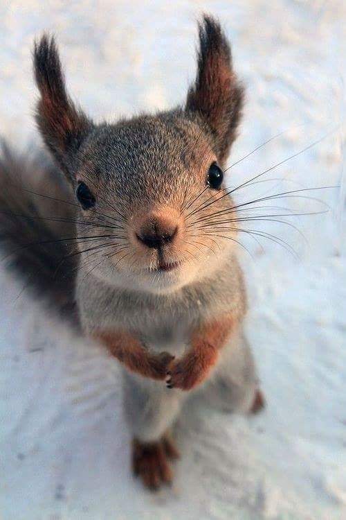Squirrel