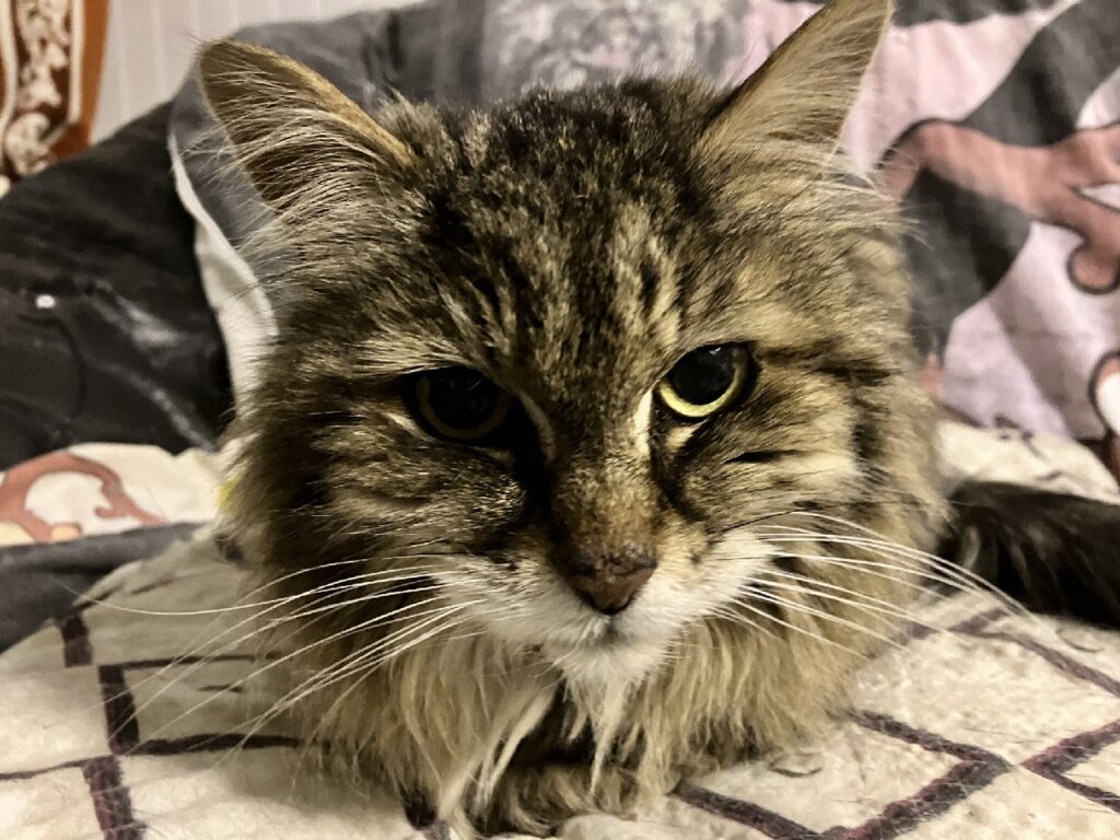 Close up of the face of a cat