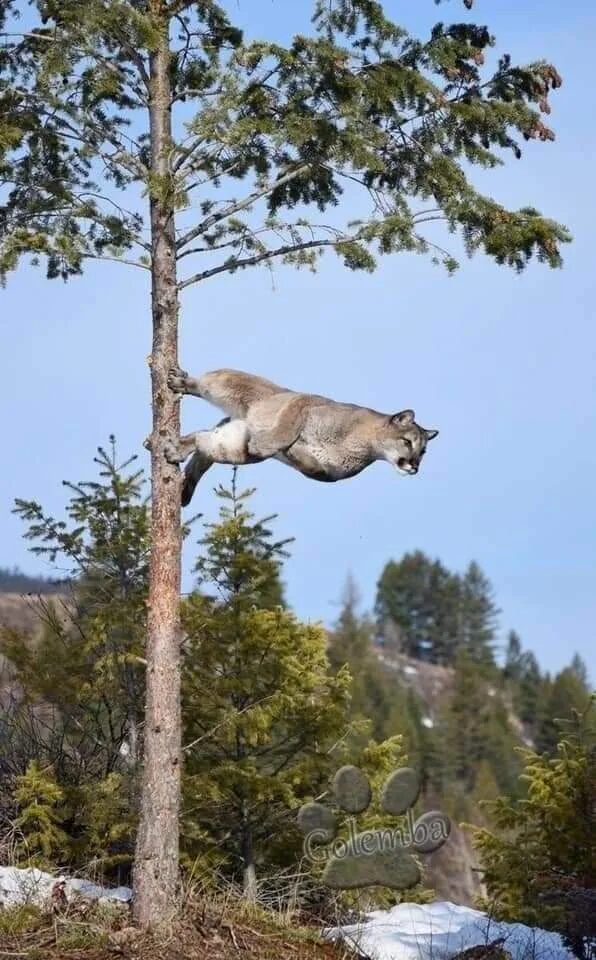 Cougar launches off a tree by its back paws, captured in such a way that it appears to be "standing" on the tree sideways.