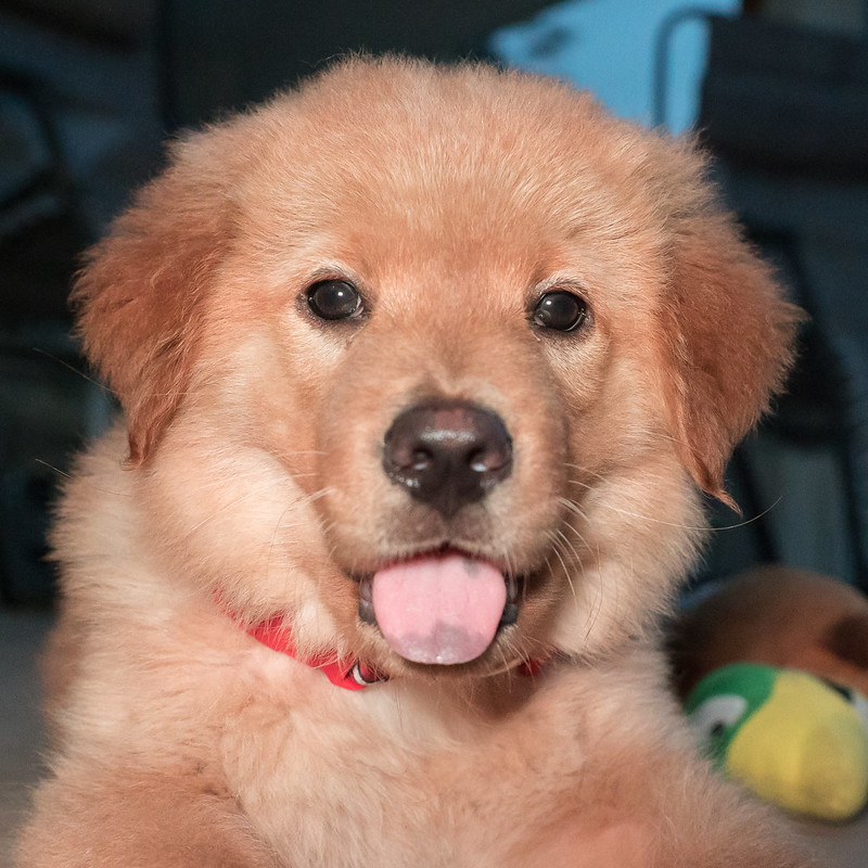 close up on head of golden retriever puppy, apparently oblivious to its tongue sticking out.