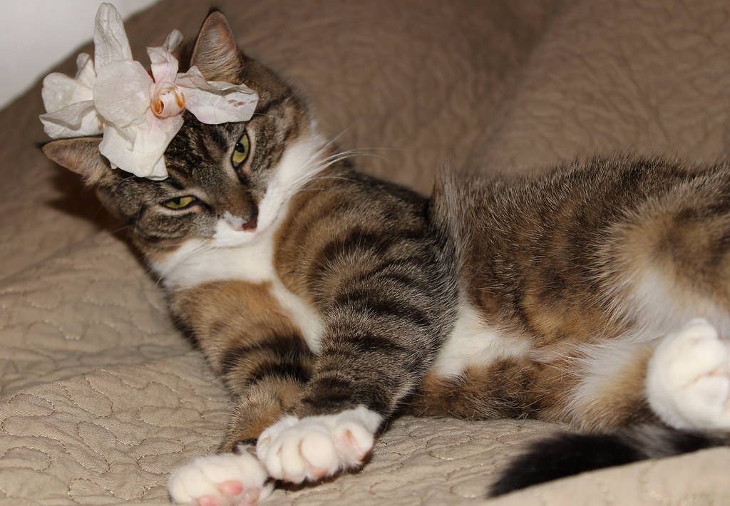 Tabby cat with alternating brown and black stripes lies on a cushion with a flower on its head