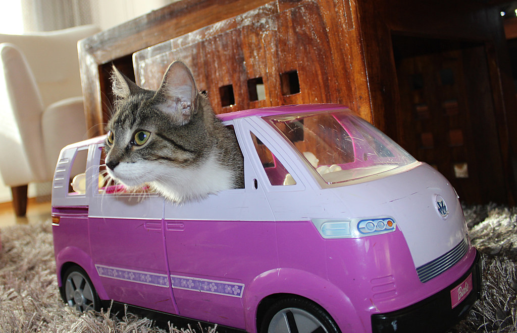 Cat with striped grey fur and white muzzle pokes its head from the window of a pink plastic toy minivan