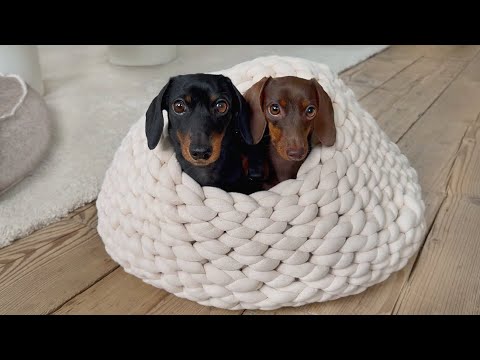 Hatching Dachshunds – CUTETROPOLIS