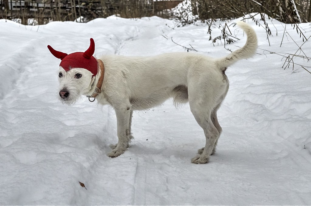 White dog stands in the snow. The dog is wearing a hat with devil horns.
