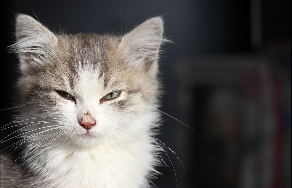 kitten glares at you through narrow eyes.