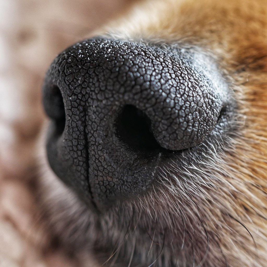 Close up of dog nose