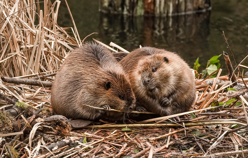 two baby beavers on a pile of sticks. One beaver is chewing a stick while the other appears to be speaking to his friend.