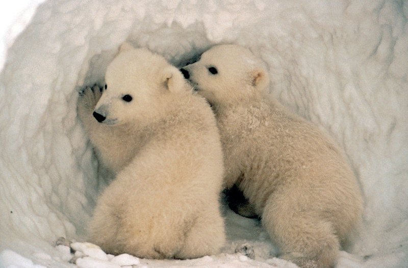 Two polar bear cubs in a snow cave