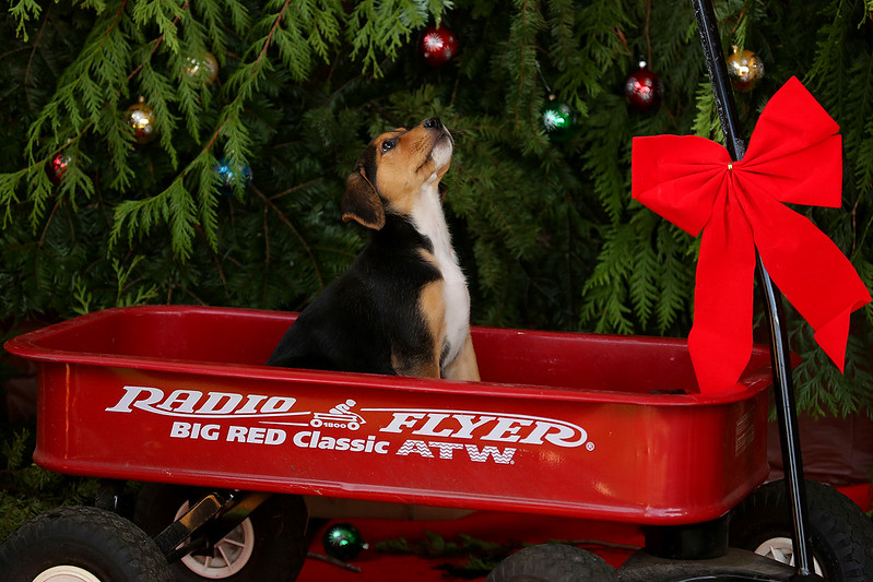 Brown and tan puppy sits inside a Radio Flyer red wagon in front of a decorated pine tree.