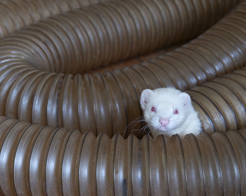 White ferret pokes its head from within a coiled Brown tube